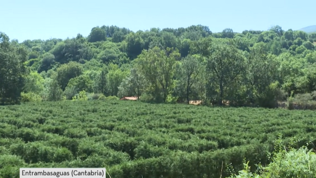 laberinto-natural-tilde-entrambasaguas-cantabria