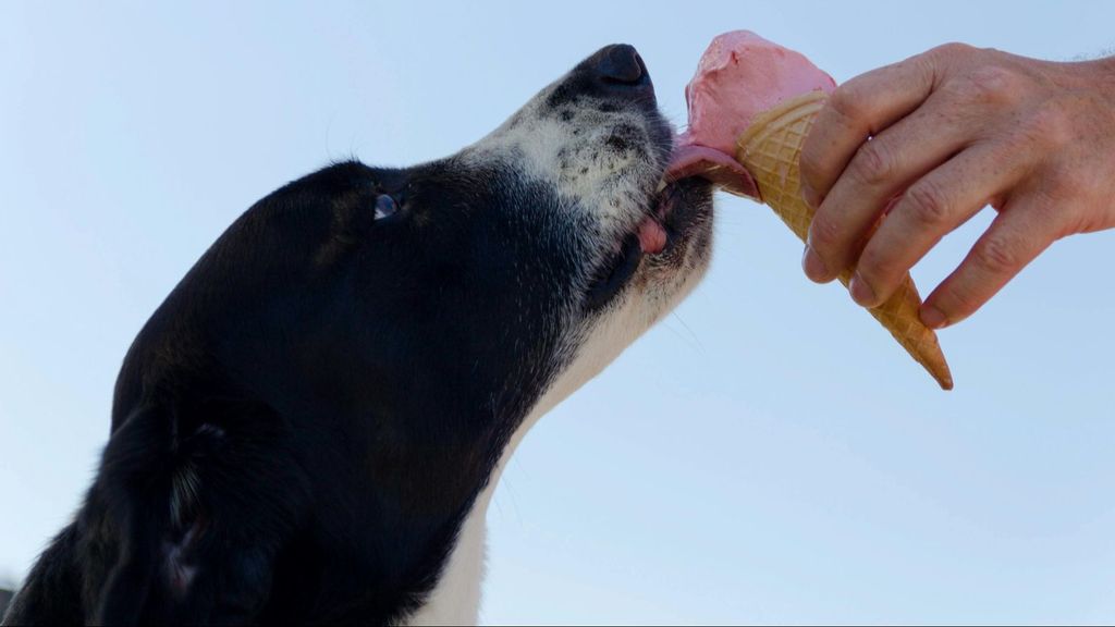 Un perro comiendo helado