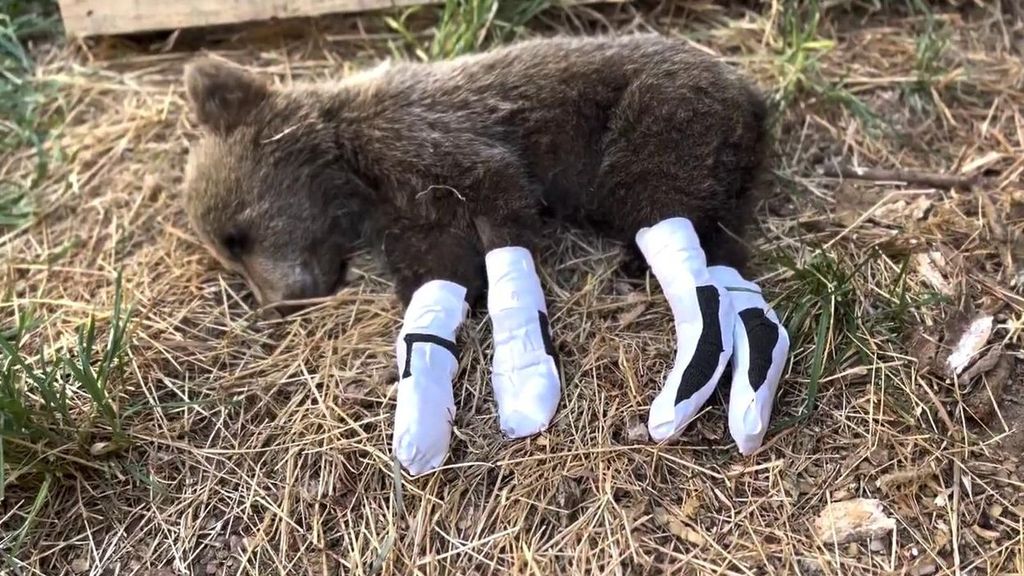 La emotiva historia de recuperación de un pequeño osezno herido en un incendio de León