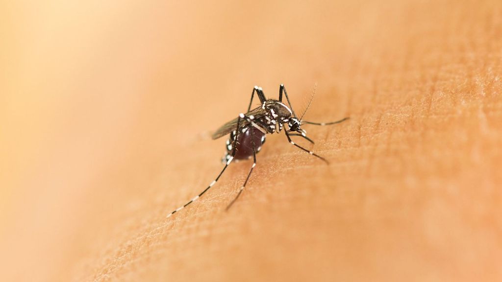 El mosquito tigre puede transmitir el virus de dengue, zika y chikungunya