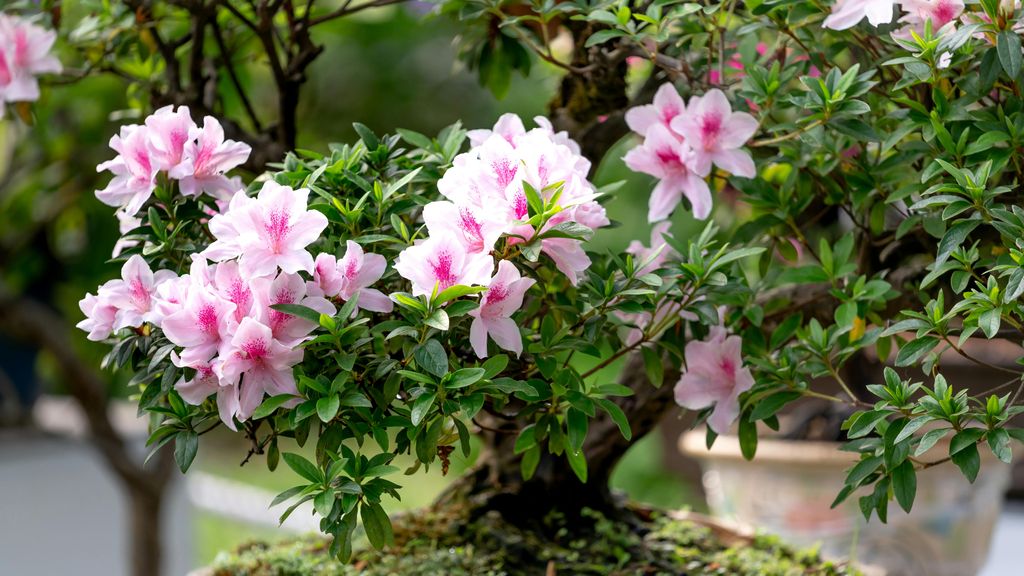 Hay distintas variedades de azaleas. FUENTE: Pexels