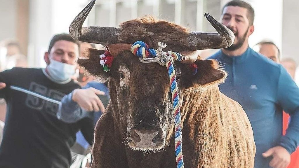 Imagen del 'Torico de cuerda' en Chiva, Valencia