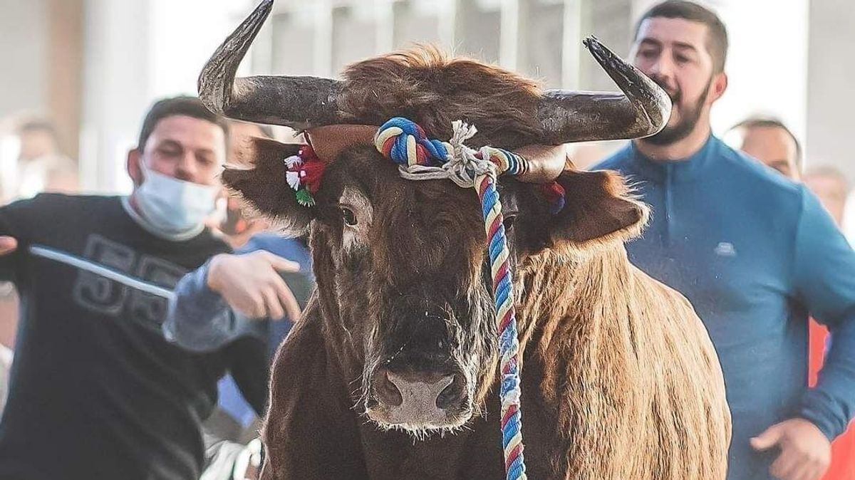 Imagen del 'Torico de cuerda' en Chiva, Valencia