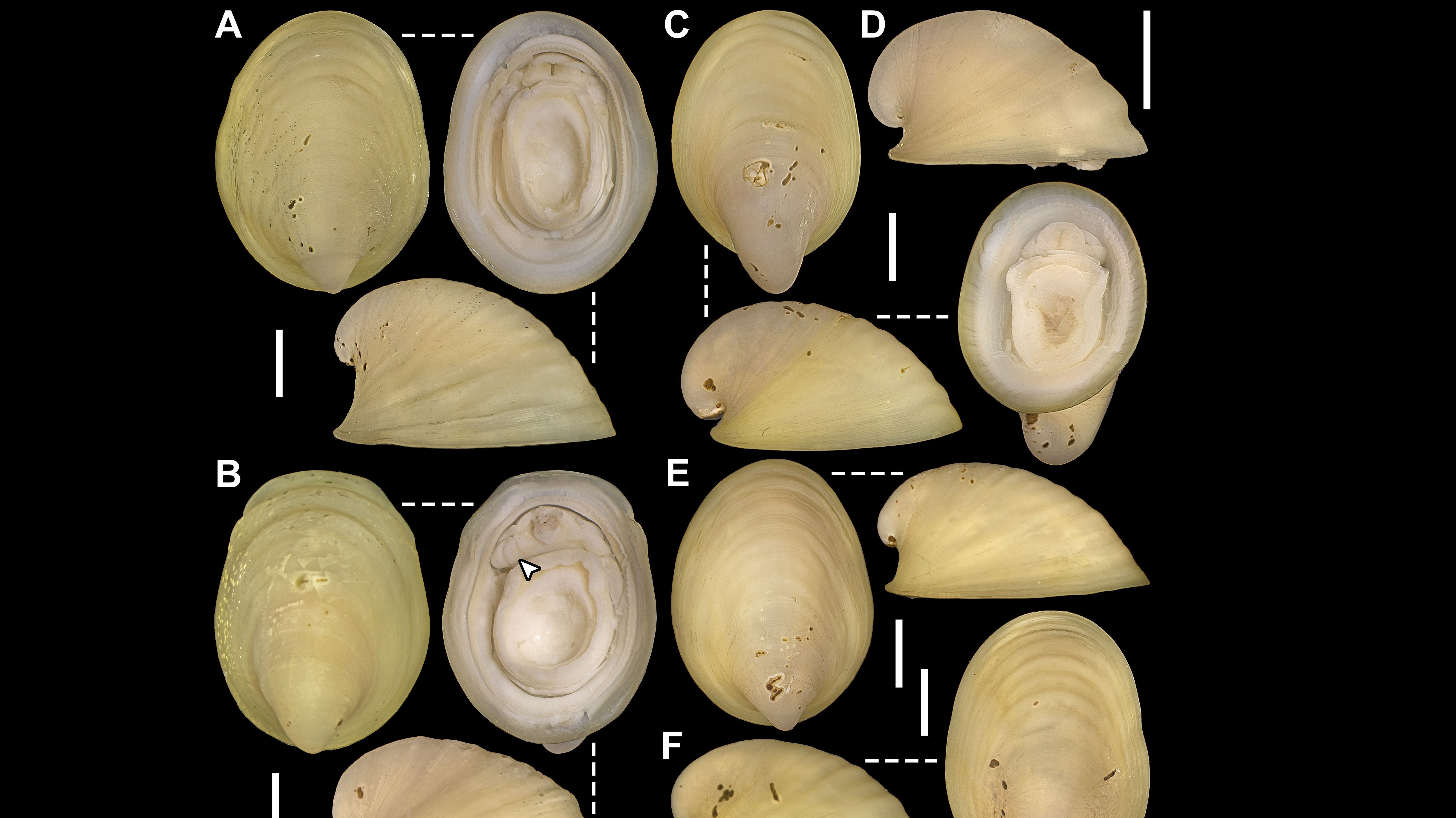 'Lepetodrilus marianae'