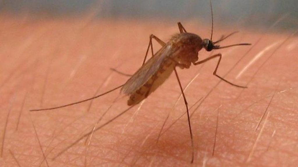 Infectado de virus del Nilo un vecino de San Juan y el municipio activa "medidas urgentes" contra los mosquitos