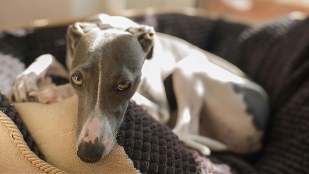 Un perro de la raza galgo