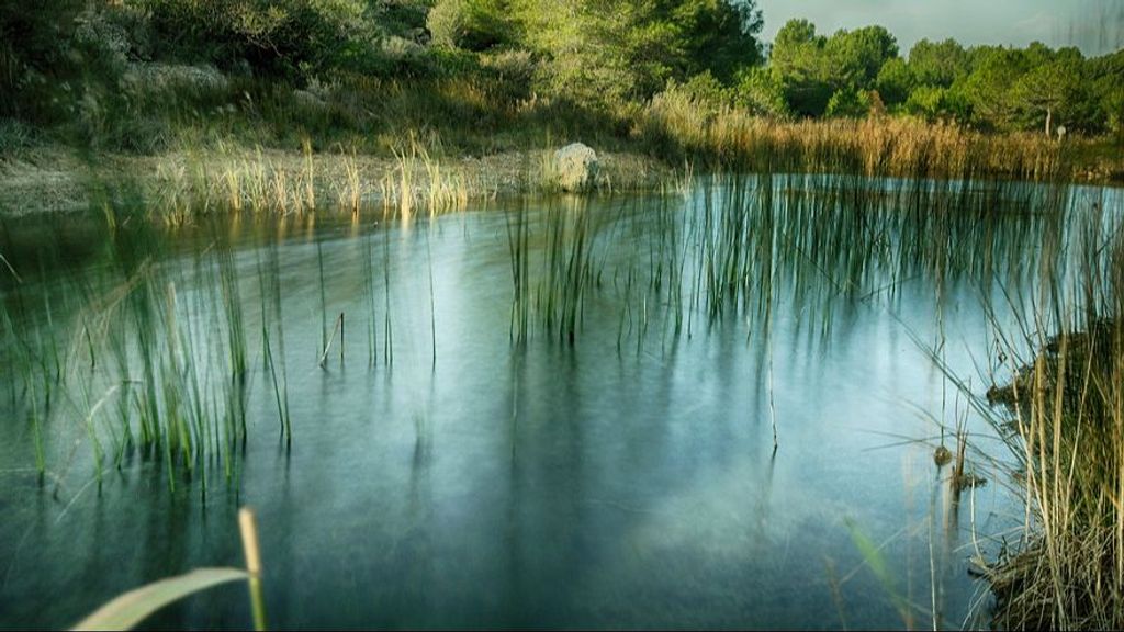 30 ovejas mueren tras ingerir agua estancada de un paraje en Benifaió, Valencia