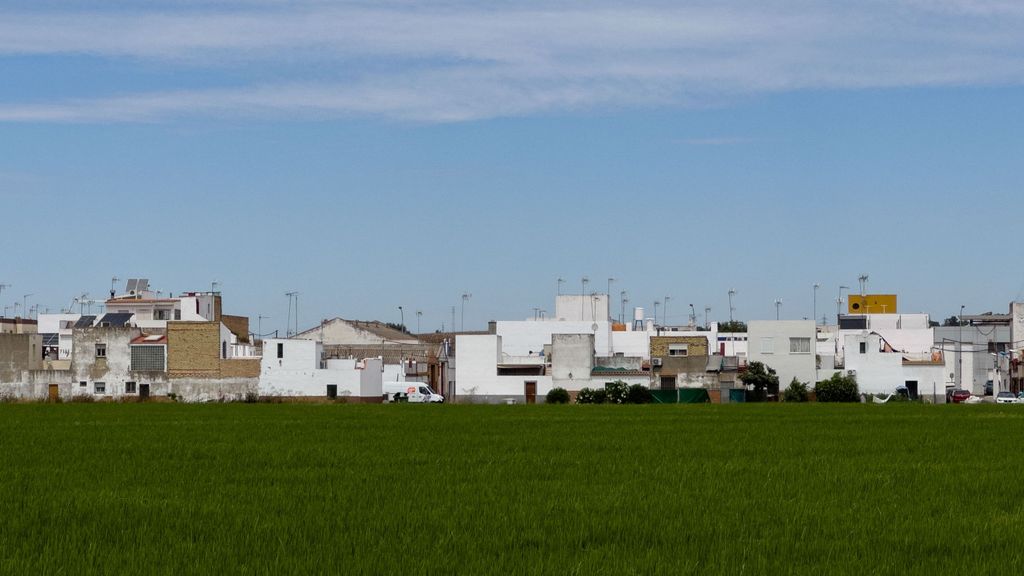 Arrozales en el municipio sevillano de La Puebla del Río, afectado también con el virus del Nilo