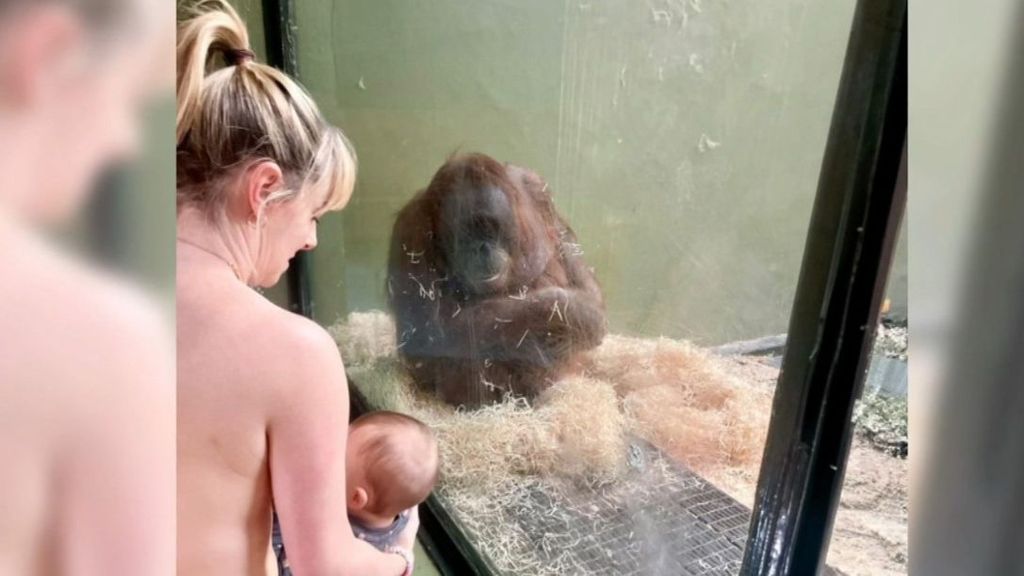 Así ayudan a una orangutana a dar de mamar a su bebé en el zoo de Dublín