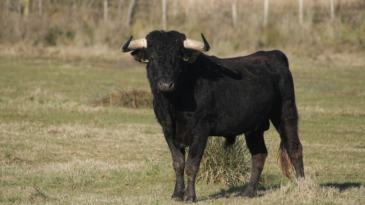 Continúa la búsqueda del toro desaparecido en Almenara