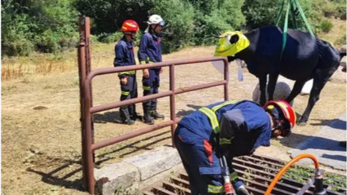 El GERA rescata una vaca que quedó atrapada en un paso canadiense en Navacerrada