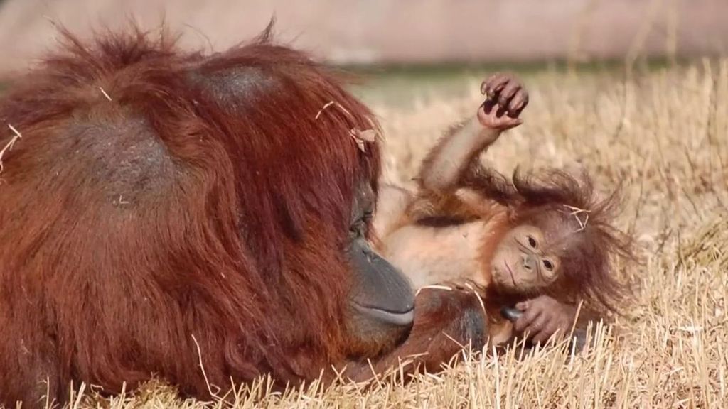 La orangután de 19 años, Mujur, con su cría en el zoo de Dublín