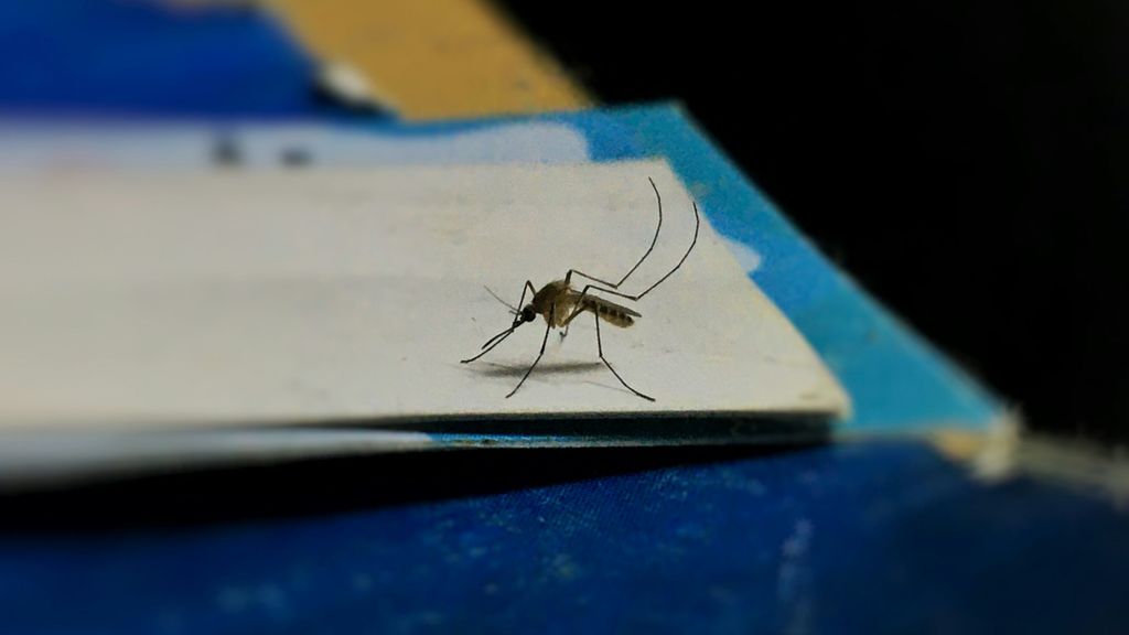 mosquito unsplash