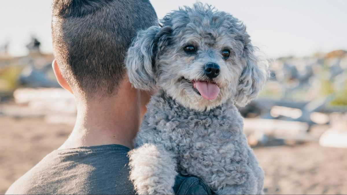 Perro de la raza caniche