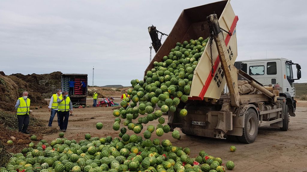 Recogida de sandías en un campo de Almería