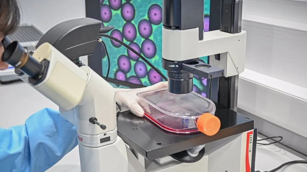Carne in vitro producida en laboratorio