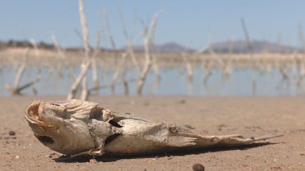 La cuenca del Segura declara la sequía extrema: “La situación es catastrófica”, lamentan agricultores y ganaderos