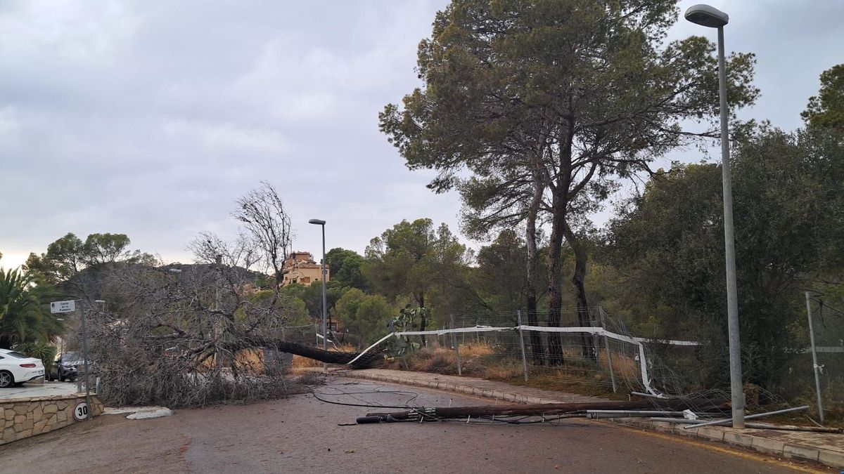 Un árbol caído a causa del temporal de este miércoles en la calle Espiga, Calvià