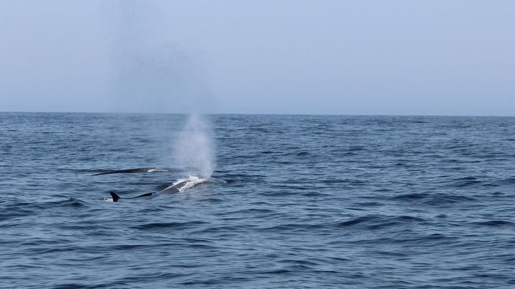 Un barco ha divisado 15 ejemplares de rorcual común cerca de las Islas Sisargas