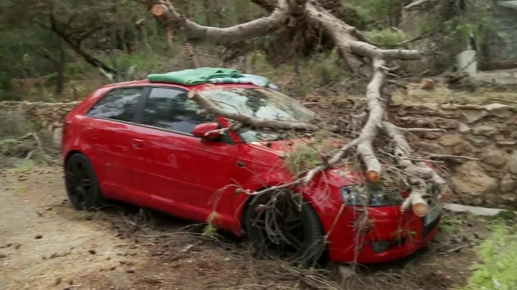 Un coche afectado por la caida de un árbol