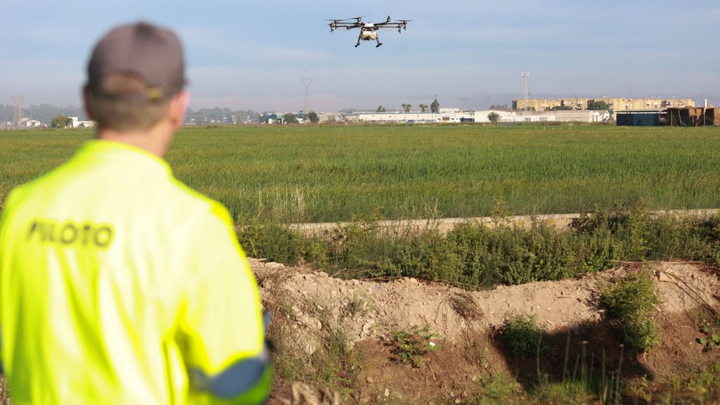 Un dron interviene en la campaña para el tratamiento contra los mosquitos que propagan el Virus del Nilo Occidental (VNO) sobre un arrozal