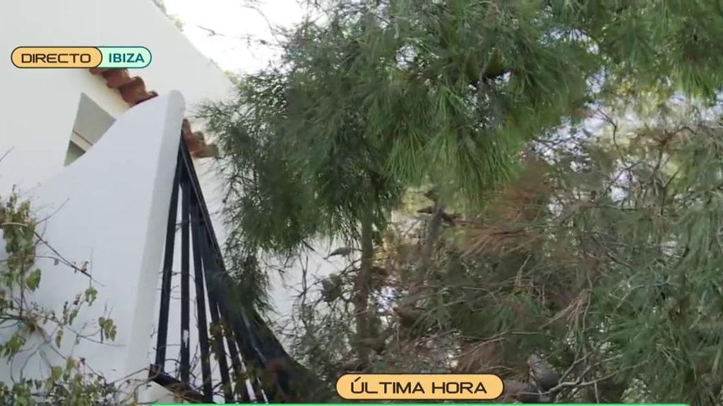 Un pino destroza la terraza de una casa