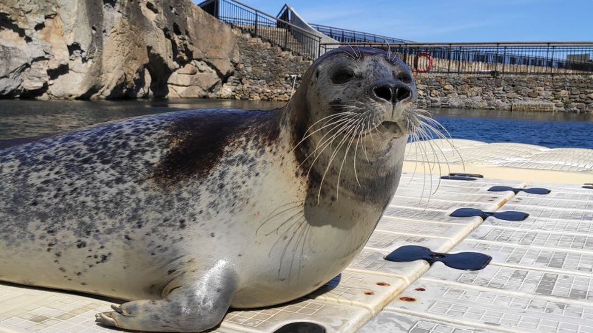 En el Aquarium Finisterrae viven 11 focas de entre 15 y 27 años