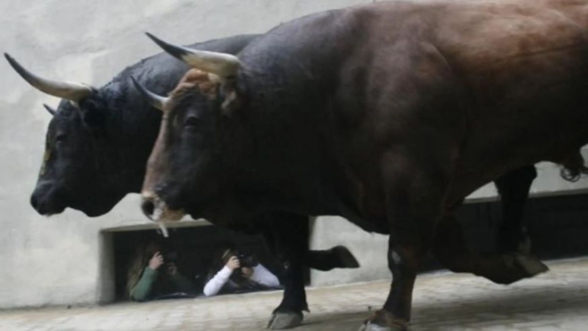 Dos heridos graves en sendos festejos taurinos en la provincia de Cáceres