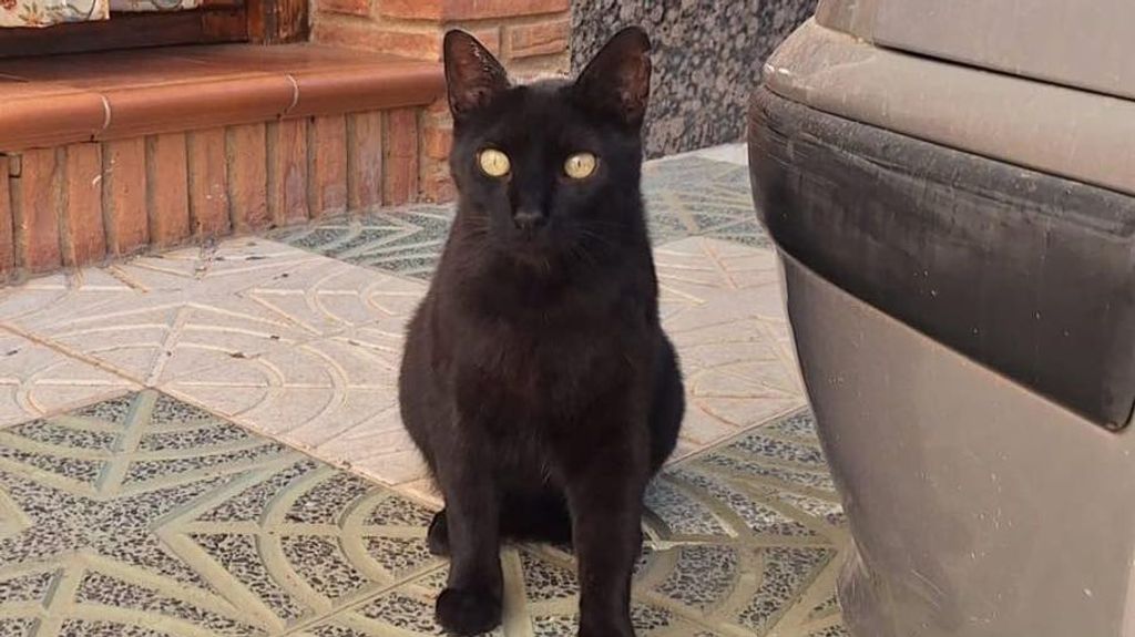 Denuncian ataques a gatos en un pueblo de Málaga: "Les disparan con balines de plomo"