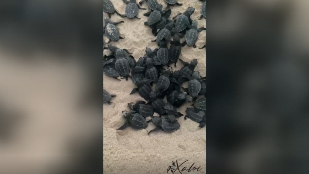 El nacimiento de decenas de tortugas marinas en un nido de la playa Punta Raset de Dénia, en Alicante