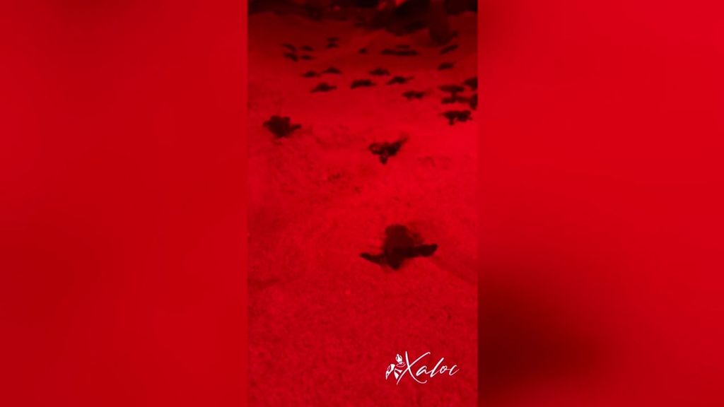 Nacen 68 crías de tortuga boba en la playa de la Punta de Valencia