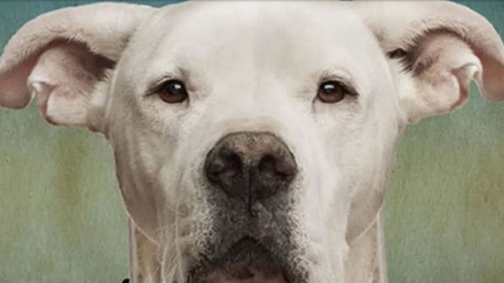 En 2022 un hombre denunció la compra de un cachorro de dogo argentino por el que pagó más de 1.600 euros