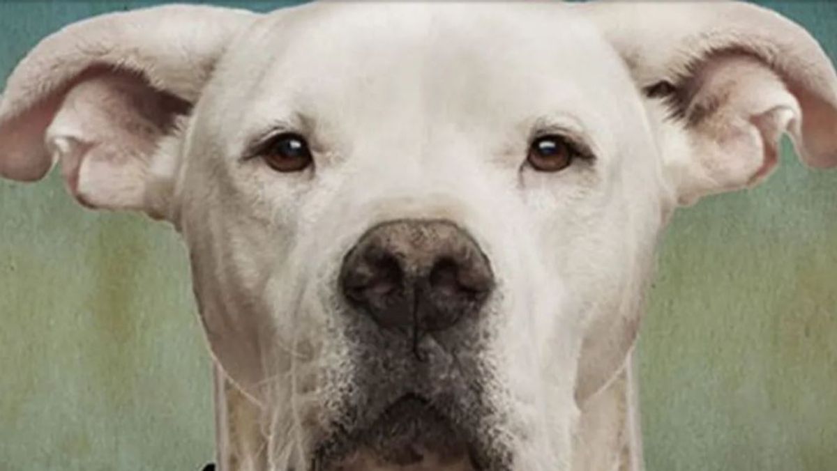 En 2022 un hombre denunció la compra de un cachorro de dogo argentino por el que pagó más de 1.600 euros