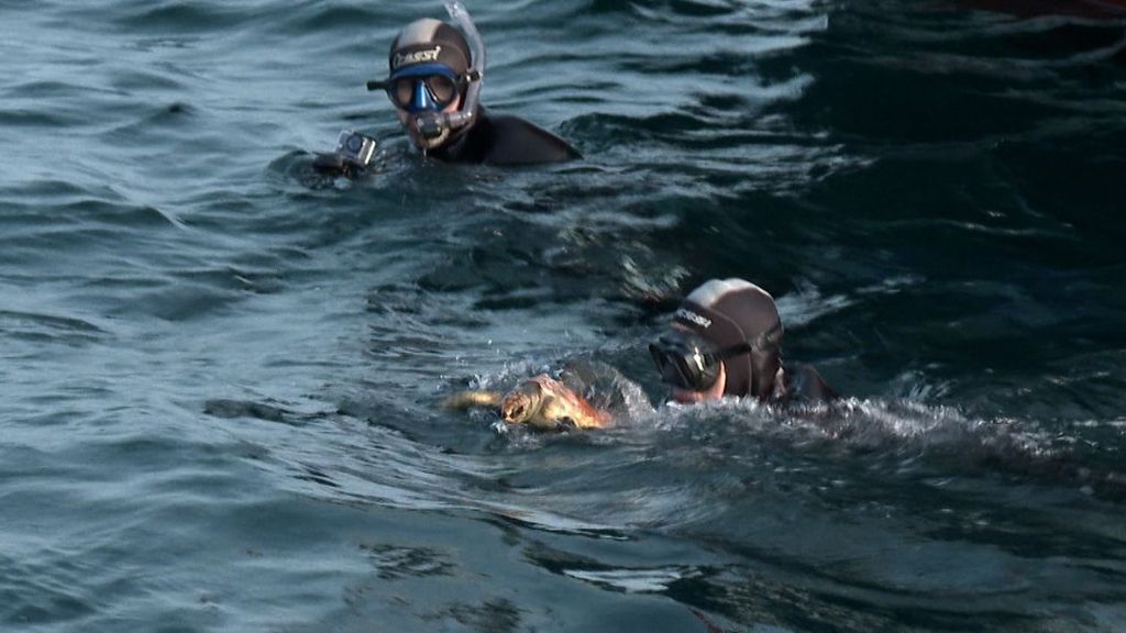 Las tres tortugas han sido reintegradas hoy al mar