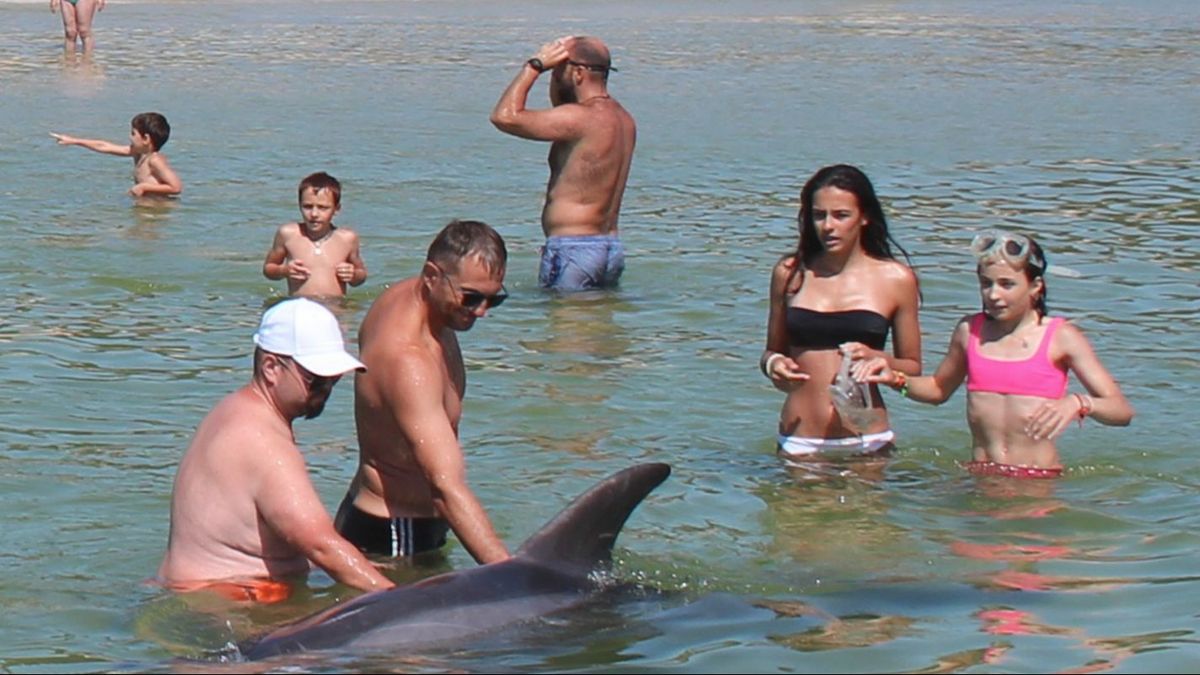 Los bañistas interactúan con Confi (llamado coloquialmente Manoliño) en una playa de Corcubión