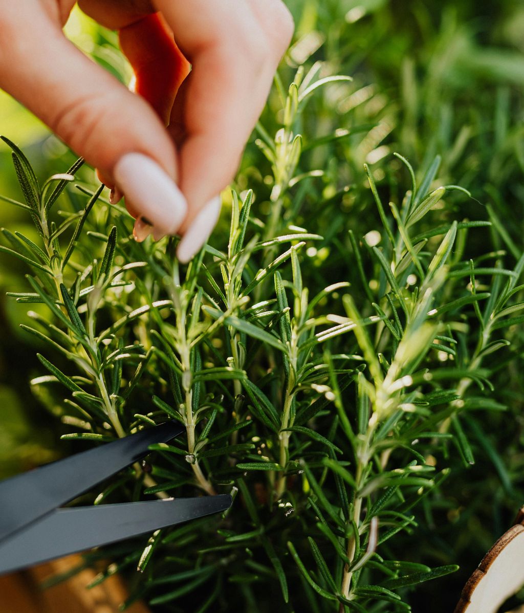 Trucos de jardinero para cuidar las plantas