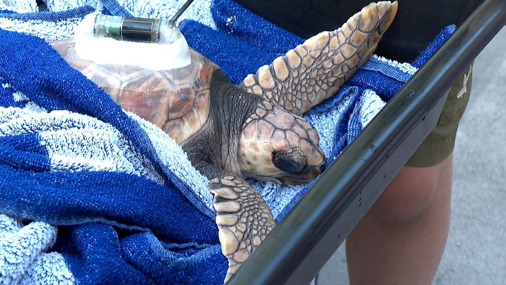 Una de las tortugas momentos antes de regresar a las aguas del Cantábrico