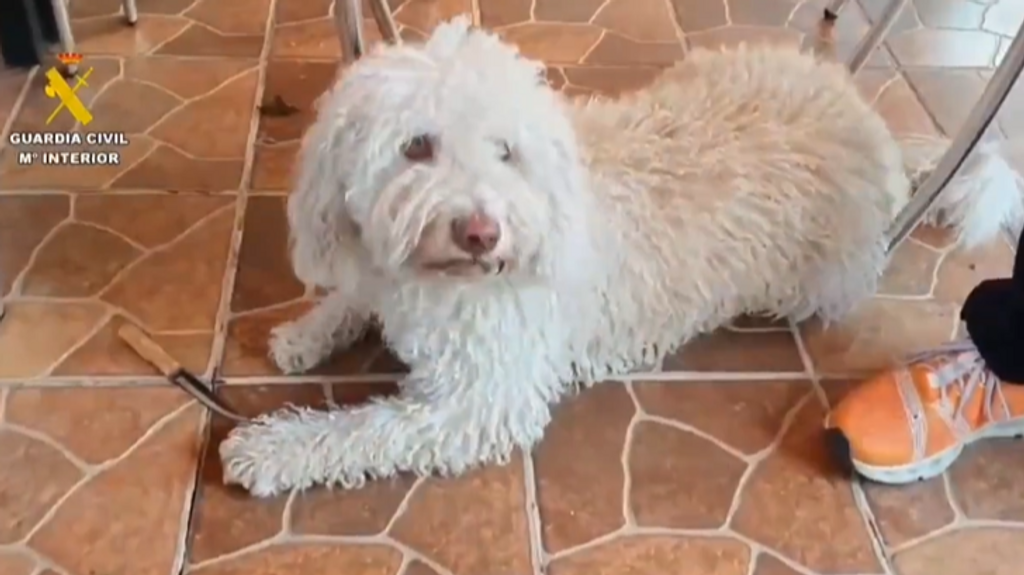 Dylan, el perro de la Policía Científica de la Guardia Civil que ha encontrado restos en un cuchillo en el caso Mateo