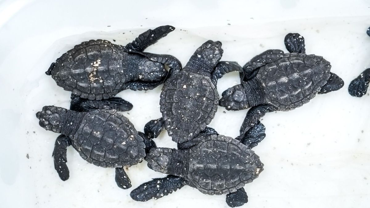 El Oceanogràfic de Valencia celebra el nacimiento de diez tortugas marinas de un nido en la playa de La Punta