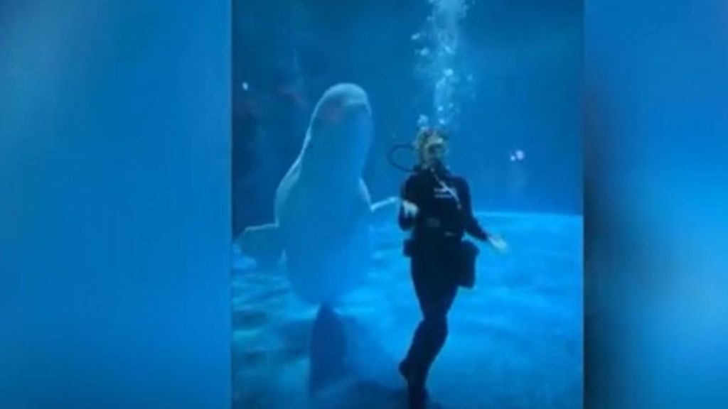 La beluga que baila en un acuario de China atrae a miles de visitantes