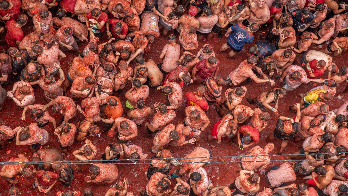 La Tomatina usará 120.000 kilos de tomates valencianos