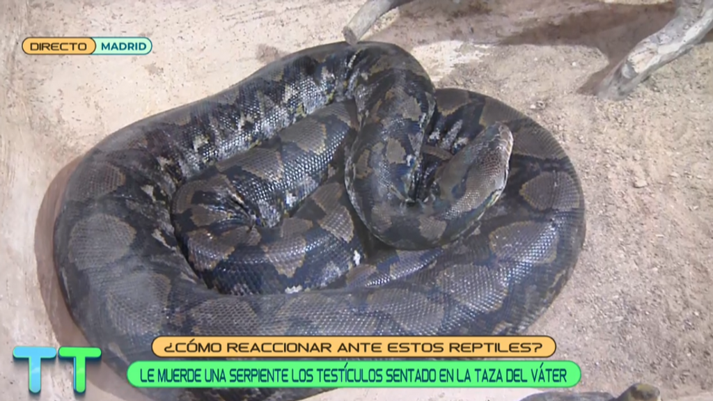 ¿Cómo reaccionar ante estos reptiles?: la respuesta, en 'TAT'