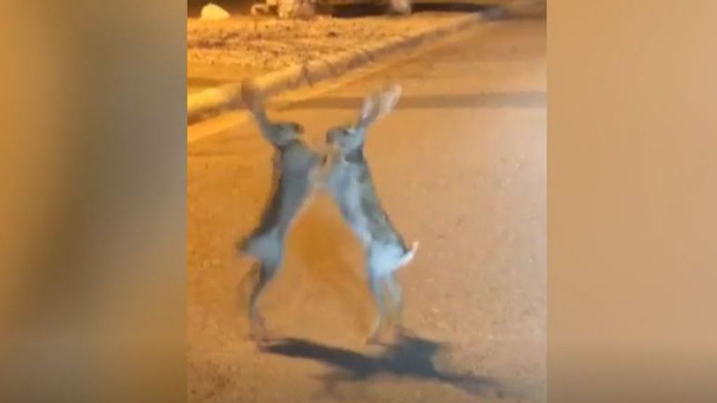 Dos conejos boxeadores: pelea en medio de la carretera