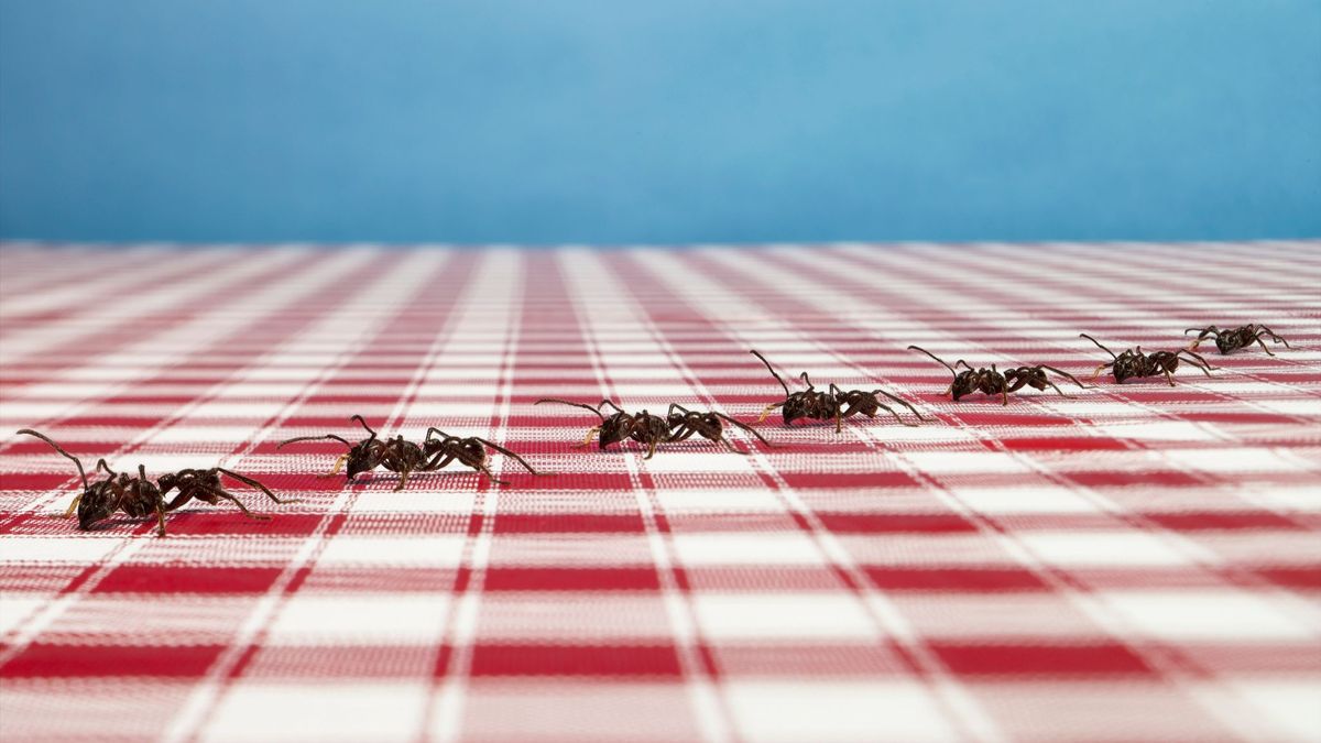 Las hormigas suelen estar sobre todo en la cocina