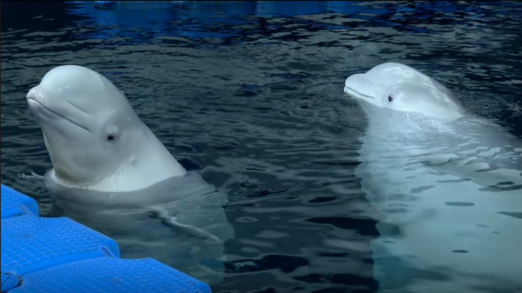 Las ballenas belugas rescatadas de Ucrania tienen otro acento: “Parecidos a los silbidos firma de los delfines”