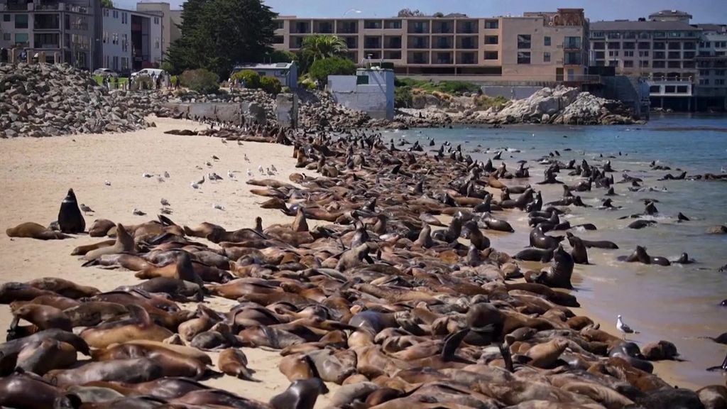 Cientos de leones marinos machos toman la playa de San Carlos, en California