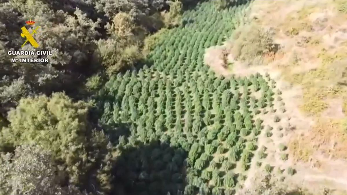 Desmantelan una plantación de marihuana en el Losar de la Vera, Cáceres, con un peso cercano a tres toneladas