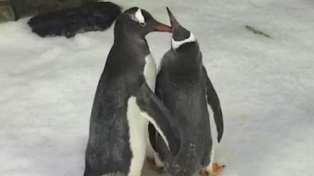 Sphen, el pingüino gay australiano, ha muerto en el acuario de Sidney.