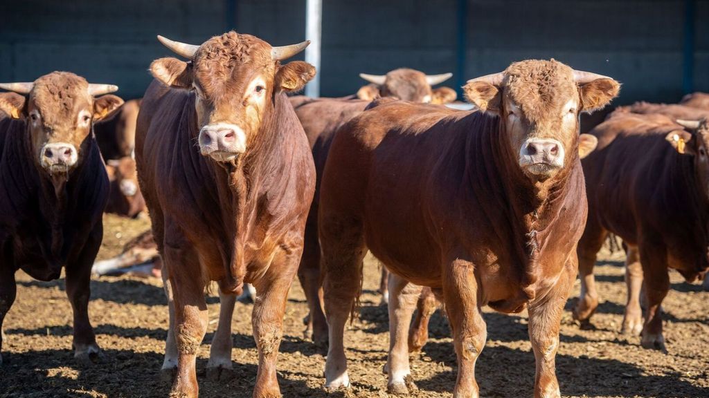 Crean un impuesto para los ganadores por los pedos y eructos contaminantes de sus vacas