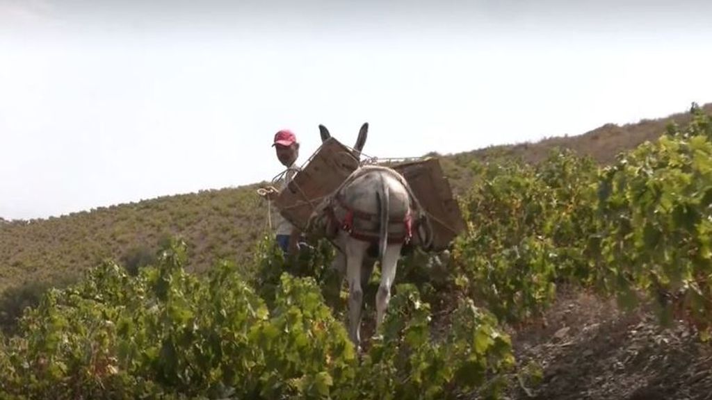 La vendimia tradicional en la Axarquía malagueña